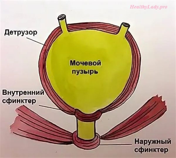 Везикар – реальные отзывы женщин при недержании мочи - HealthyLady